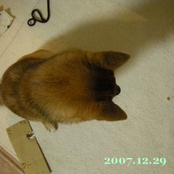 2007/12/29_1