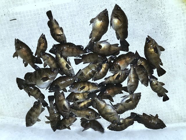 メバル 釣果写真