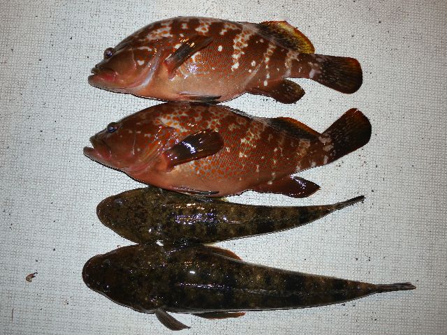 キジハタ マゴチ 釣果写真