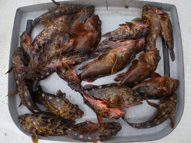 カサゴ 釣果写真