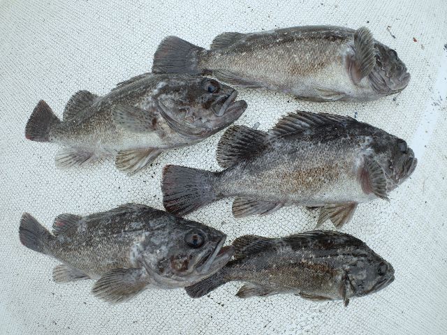 クロソイ 釣果写真