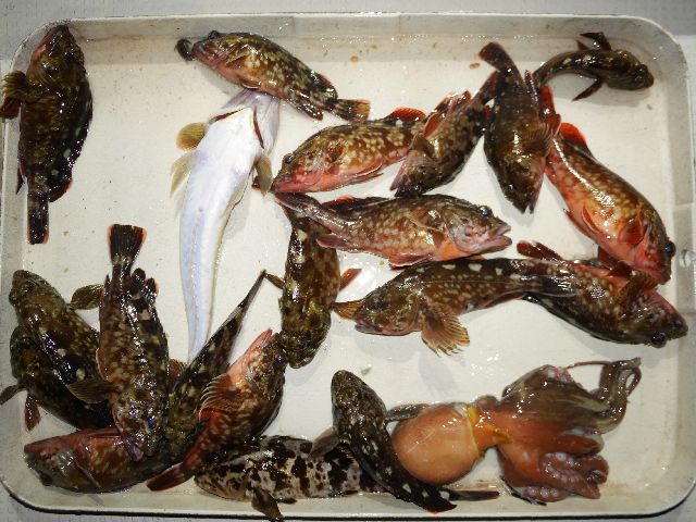 カサゴ等 釣果写真