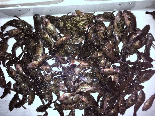根魚 釣果写真