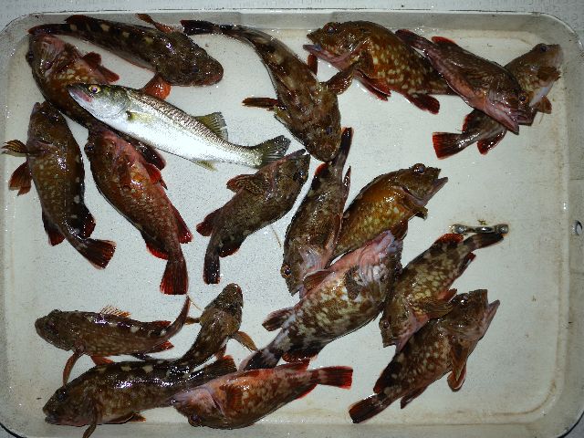 カサゴ 釣果写真