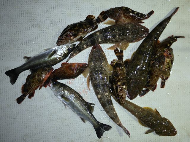 マゴチ 釣果写真