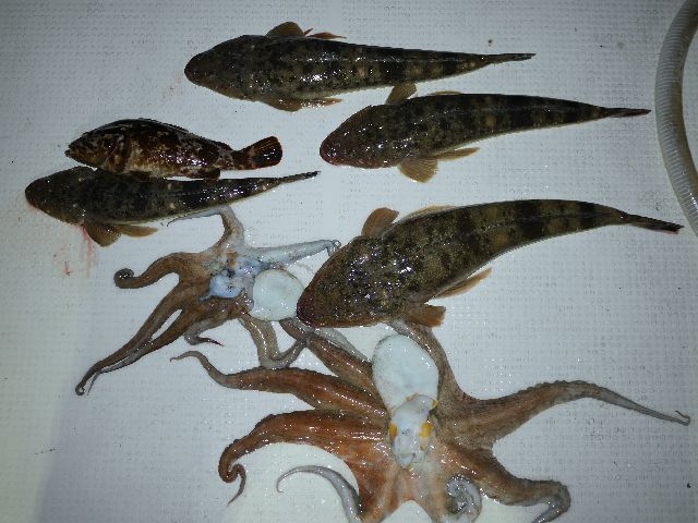 マゴチ&マダコ 釣果写真