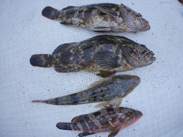 タケノコメバル マゴチ キジハタ 釣果写真