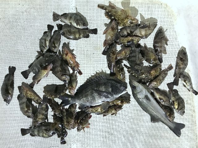 メバル 根魚 クロダイ シーバス 釣果写真