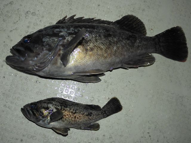 クロソイ 釣果写真