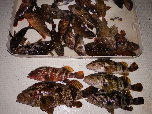 タケノコメバル キジハタ 根魚 釣果写真