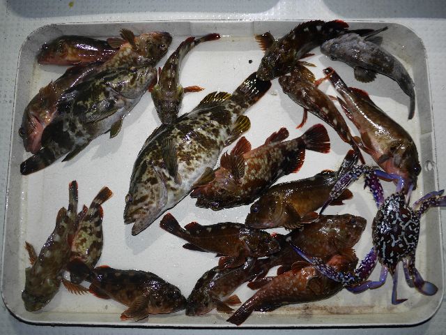 根魚 釣果写真