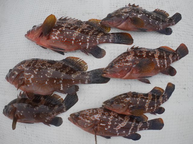 キジハタ 釣果写真
