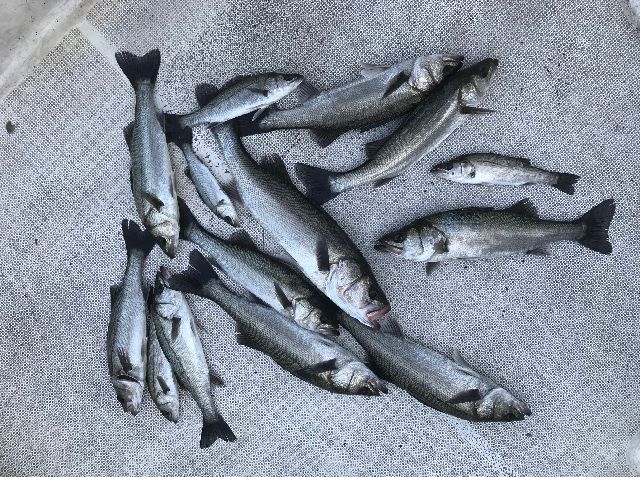 シーバス 釣果写真