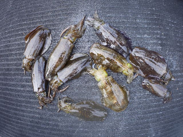アオリイカ 釣果写真