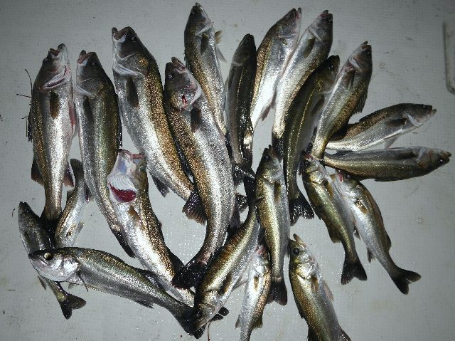 シーバス 釣果写真