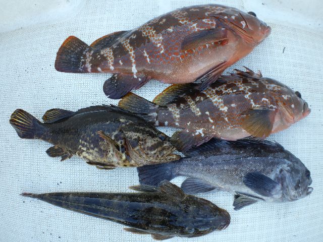 キジハタ&タケノコメバル&クロソイ&マゴチ 釣果写真