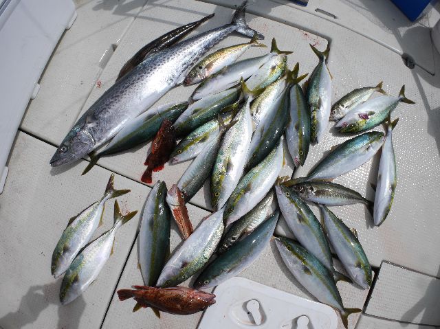 サワラ ハマチ 釣果写真