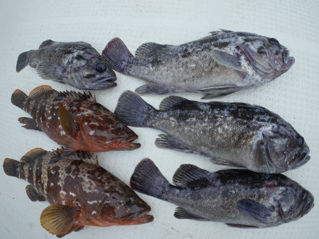 キジハタ&クロソイ 釣果写真