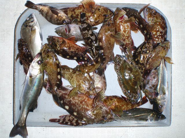 根魚 釣果写真