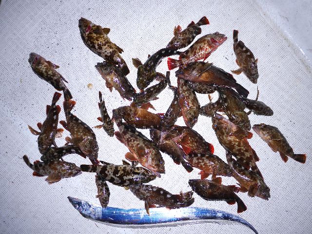 釣果#2