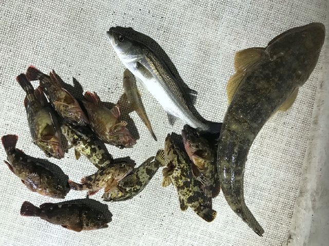 その他 釣果写真