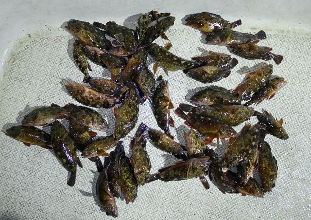 その他 釣果写真