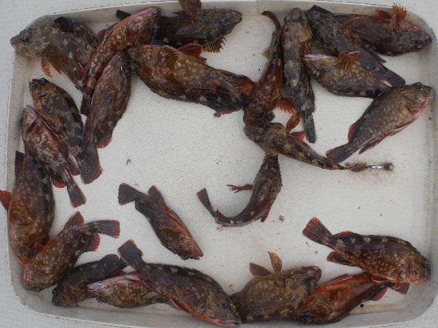 カサゴ 釣果写真