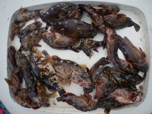 根魚 釣果写真