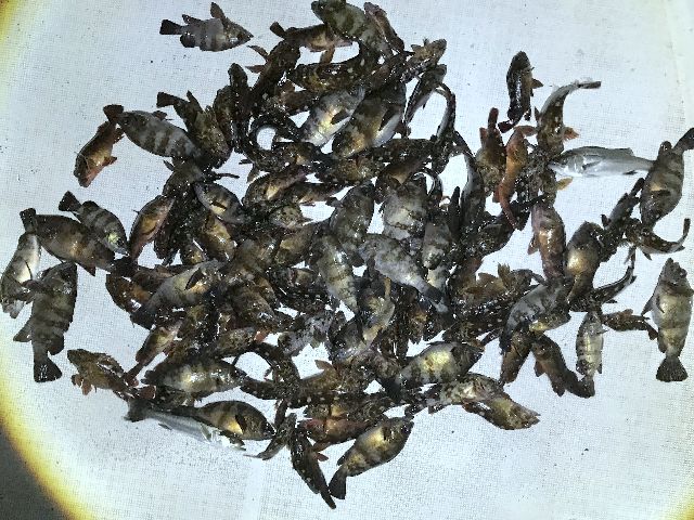 メバル 根魚 釣果写真