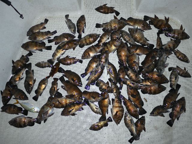 メバル 釣果写真