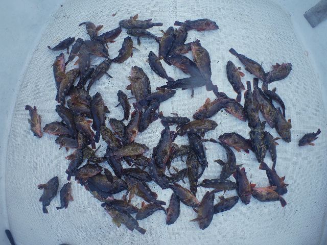 根魚 釣果写真