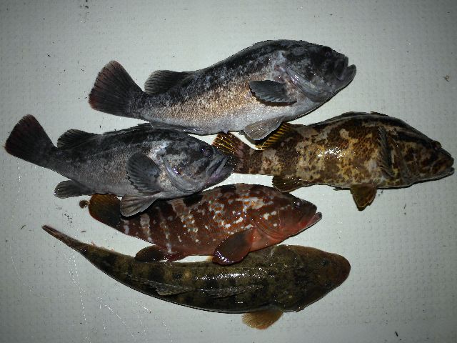 クロソイ キジハタ タケノコメバル マゴチ 釣果写真