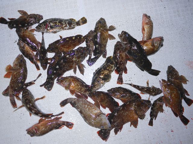 その他 釣果写真
