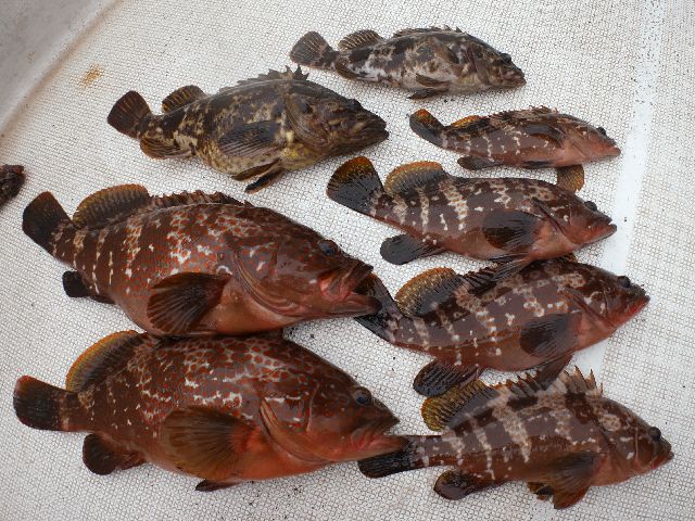 キジハタ タケノコメバル 釣果写真