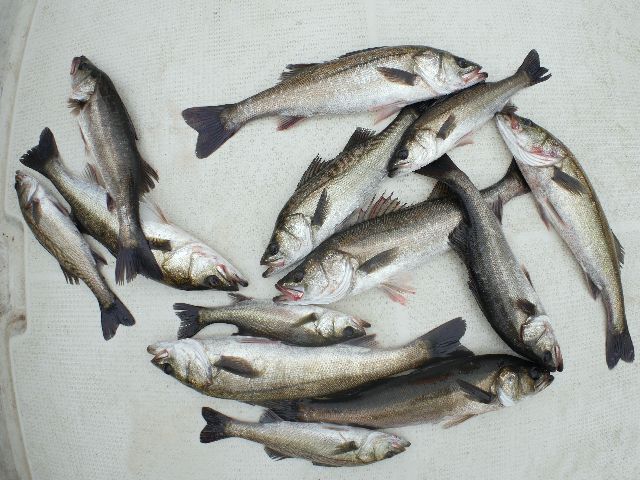 シーバス 釣果写真