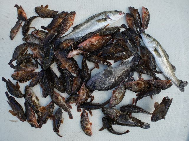 根魚 クロソイ シーバス 釣果写真