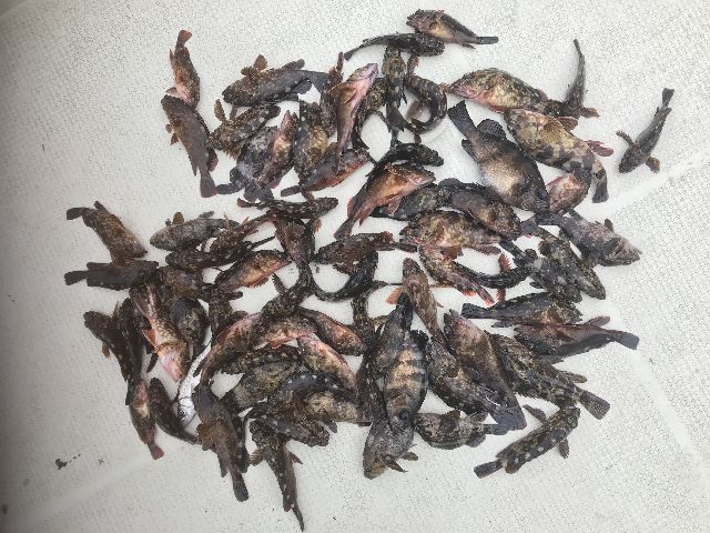 根魚 釣果写真