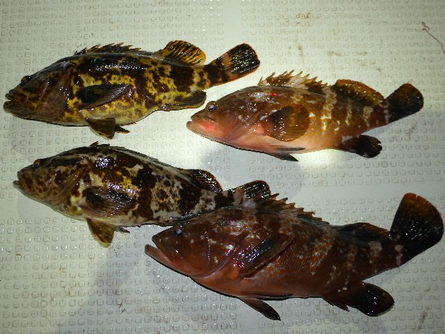 キジハタ タケノコメバル 釣果写真