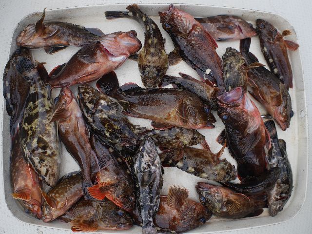 根魚 釣果写真