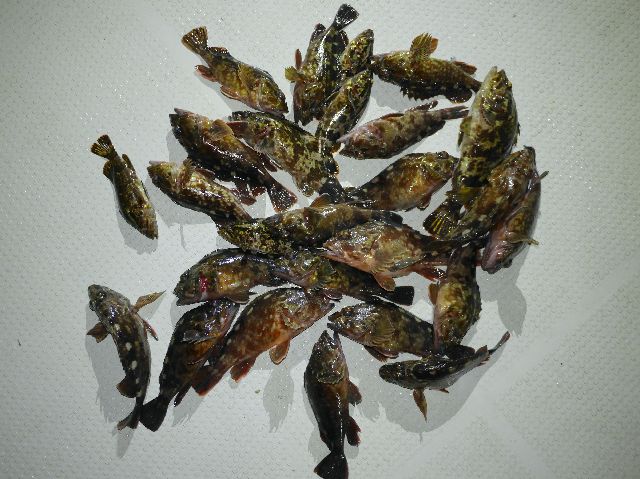 根魚 釣果写真