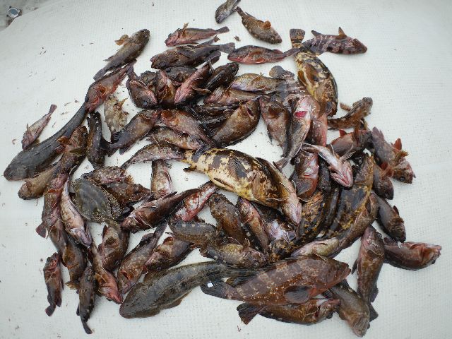 キジハタ&マゴチ&根魚 釣果写真