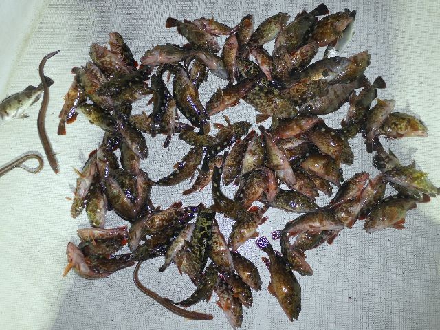 根魚 釣果写真
