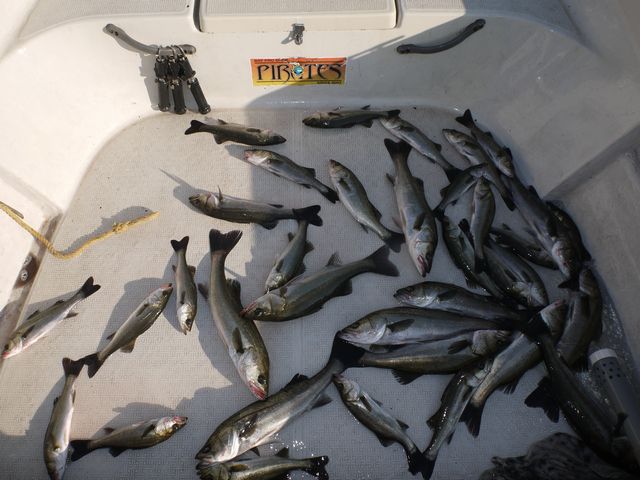 シーバス 釣果写真