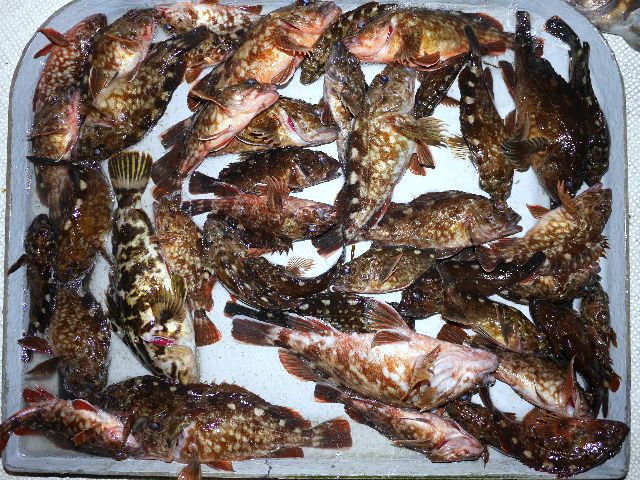 その他 釣果写真