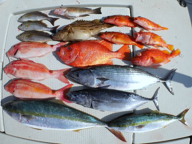 沖 釣果写真