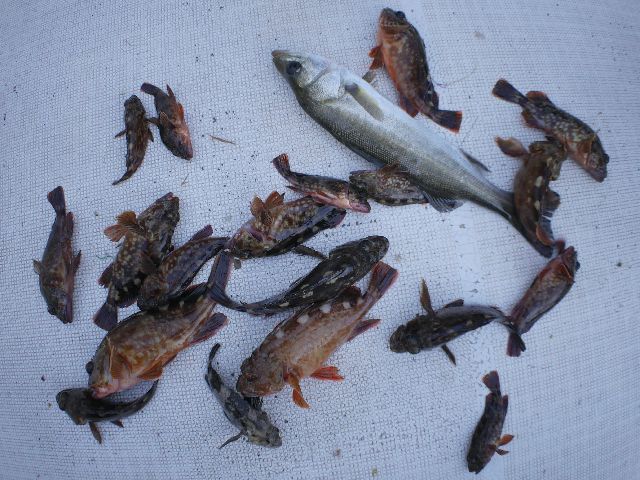 その他 釣果写真