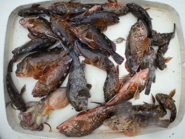 カサゴ 他 釣果写真