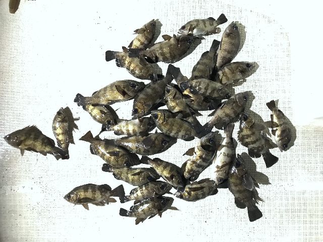 メバル 釣果写真