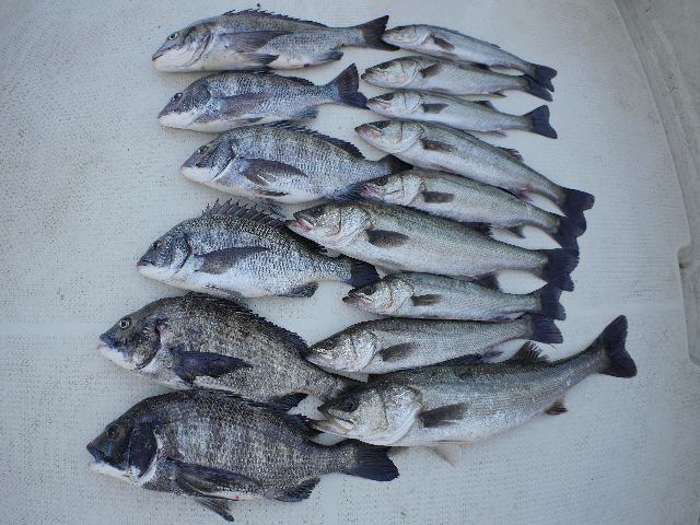 シーバス&クロダイ 釣果写真