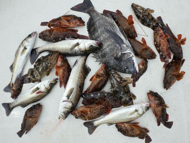 根魚 クロダイ シーバス 釣果写真